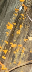 Dacrymyces spathularia