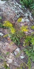Solidago plumosa