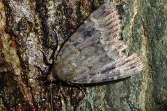 Amphipyra berbera