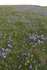Campanula tridentata