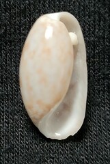 Bulla occidentalis