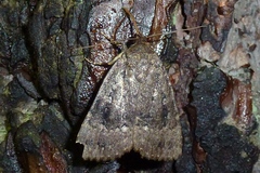 Amphipyra pyramidea