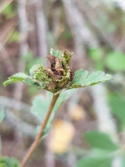 Dasineura crataegi
