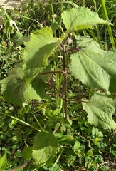 Triumfetta semitriloba