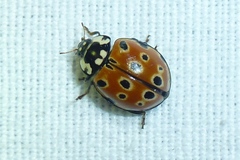 Anatis ocellata