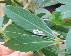 Allophylus natalensis