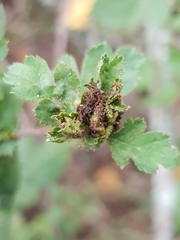 Dasineura crataegi