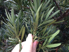 Podocarpus macrophyllus maki
