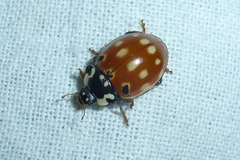 Anatis ocellata