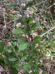 Sideroxylon celastrinum