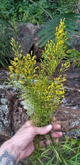 Solidago plumosa