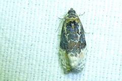 Apotomis betuletana