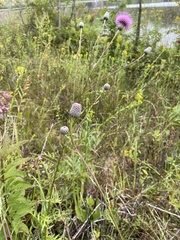 Cirsium muticum