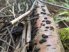 Hypoxylaceae