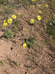 Hymenothrix dissecta