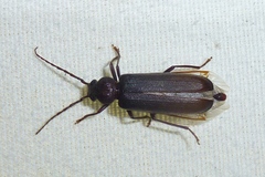 Arhopalus rusticus