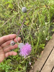 Cirsium muticum