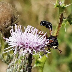 Physocephala rufipes