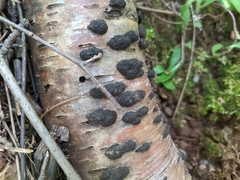 Hypoxylaceae