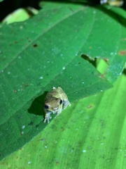 Dendropsophus parviceps