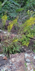 Solidago plumosa