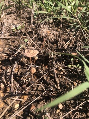 Lentinus arcularius