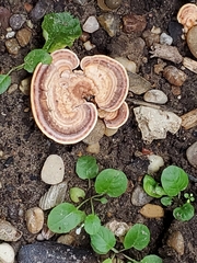 Trametes cubensis
