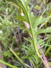 Cirsium muticum