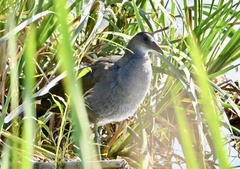 Gallinula galeata
