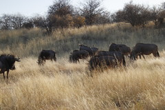 Connochaetes taurinus taurinus