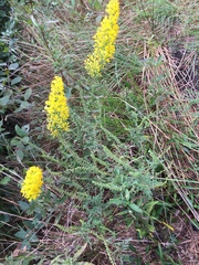 Solidago speciosa