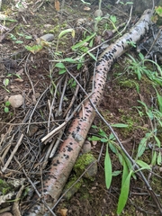 Hypoxylaceae