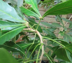 Allophylus natalensis