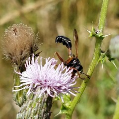 Physocephala rufipes