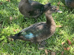 Cairina moschata domestica