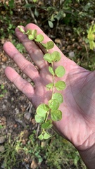 Lysimachia nummularia