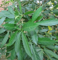 Allophylus natalensis