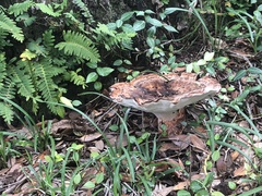 Berkcurtia persicina