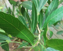 Allophylus natalensis