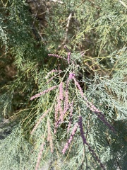 Tamarix ramosissima