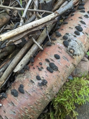 Hypoxylaceae