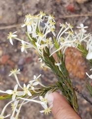 Struthiola ciliata