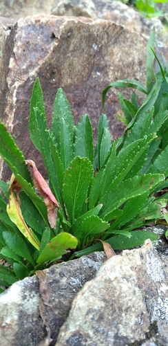 Image of Solidago plumosa by (c) Scott Ward, some rights reserved (CC BY)