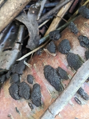 Hypoxylaceae