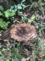 Berkcurtia persicina