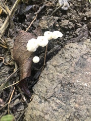 Marasmius capillaris