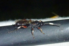 Cratichneumon