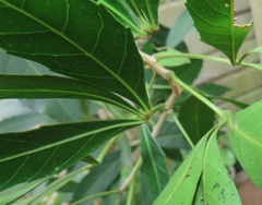 Allophylus natalensis