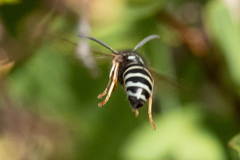 Vespula consobrina