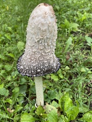 Coprinus